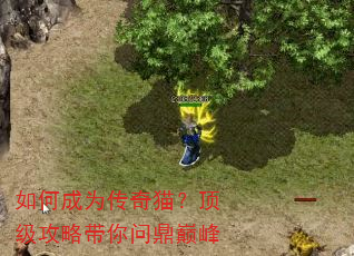 如何成为传奇猫?顶级攻略带你问鼎巅峰 如何成为传奇猫?顶级攻略带你问鼎巅峰