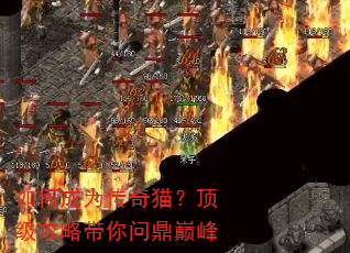 ��γ�Ϊ����è���������Դ����ʶ��۷�