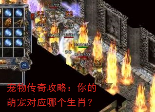 宠物传奇攻略:你的萌宠对应哪个生肖? 宠物传奇攻略:你的萌宠对应哪个生肖?